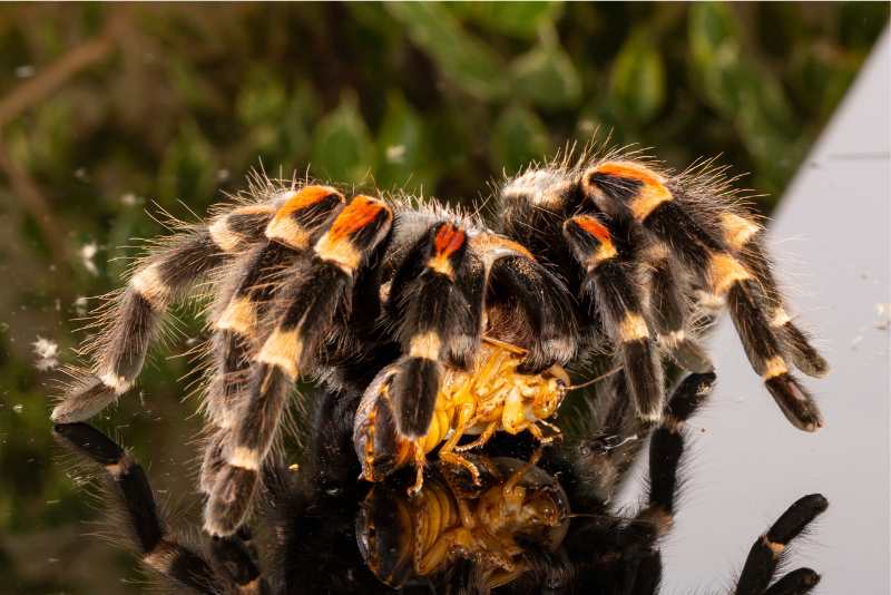 Can (And Do) Tarantulas Eat Mealworms?