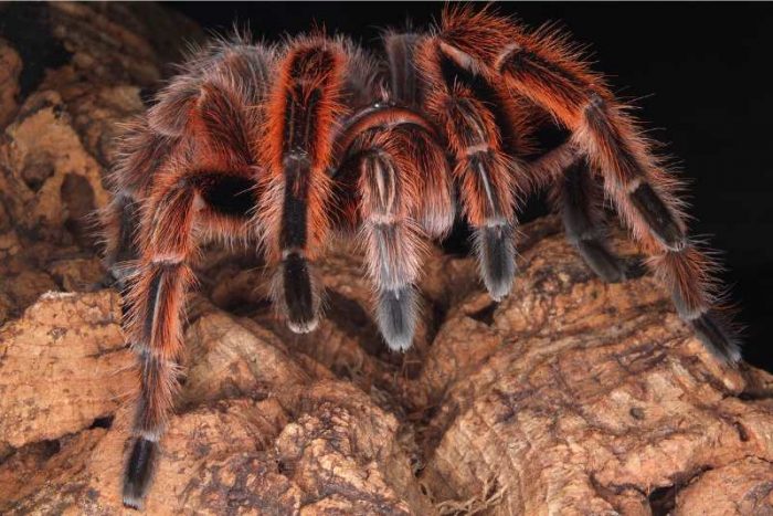 11 Best Pet Spiders For Beginners Spiders Planet
