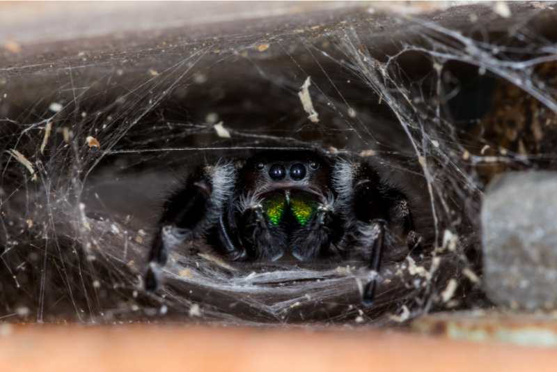 Do Jumping Spiders Make Webs Spiders Planet