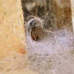 Does Windex Kill Spiders? Should You Use it?