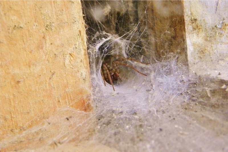 Does Windex Kill Spiders? Should You Use it?