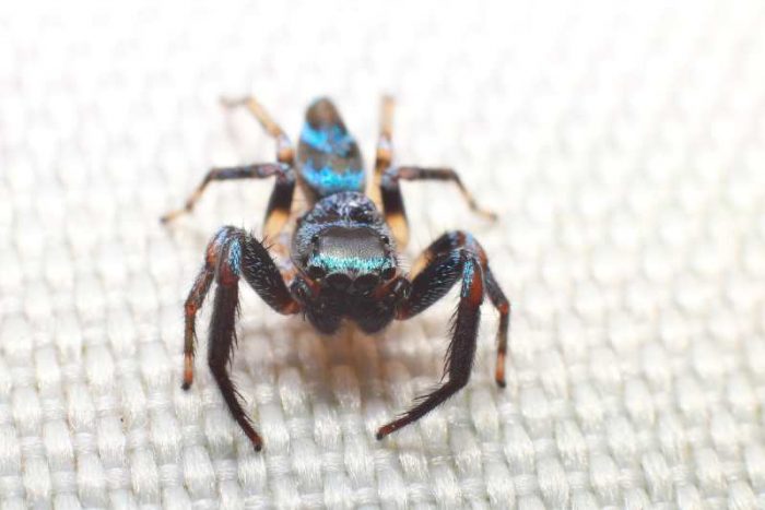 Emerald Jumping Spider: A Paraphidippus Aurantius Care Guide!