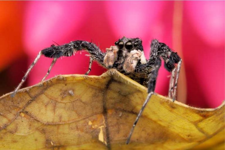7 Largest Jumping Spiders In The World Spiders