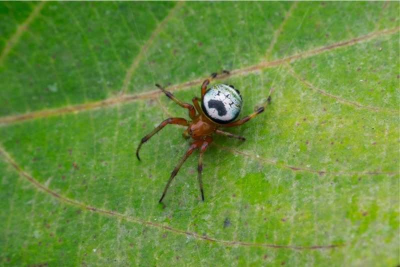 wandering spider pet