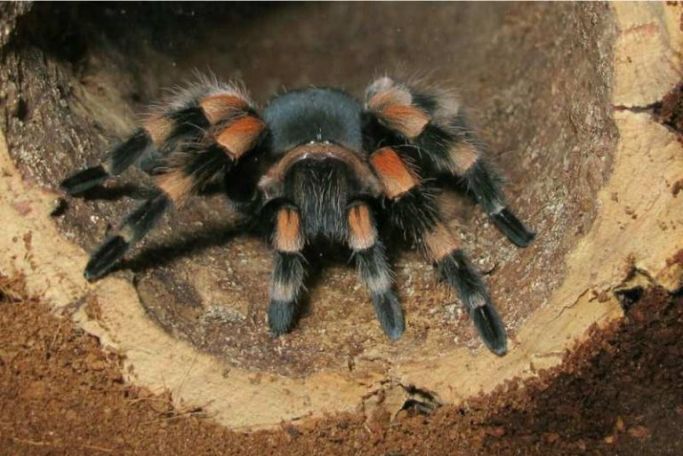 How Fast Can A Tarantula Run? Spiders