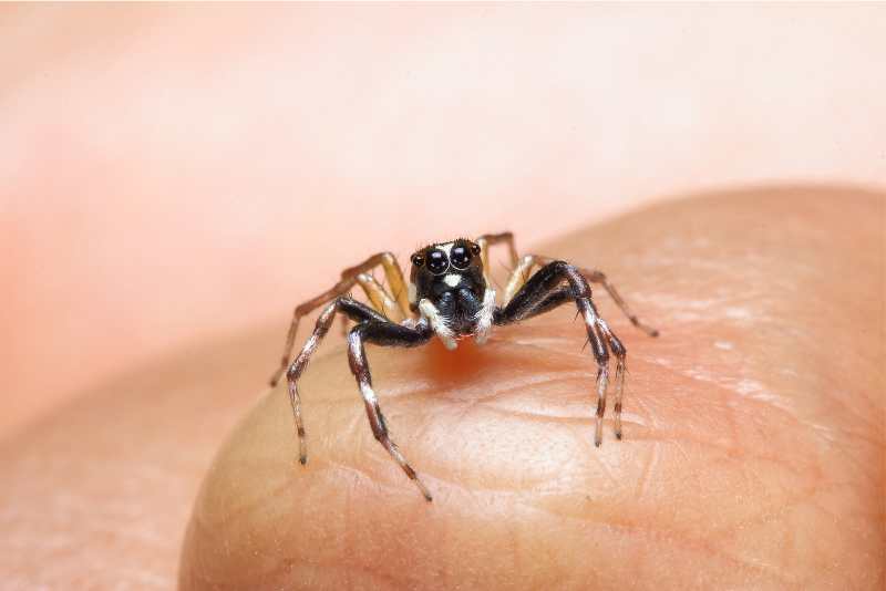 8 Reasons Why Jumping Spiders Make Good Pets?