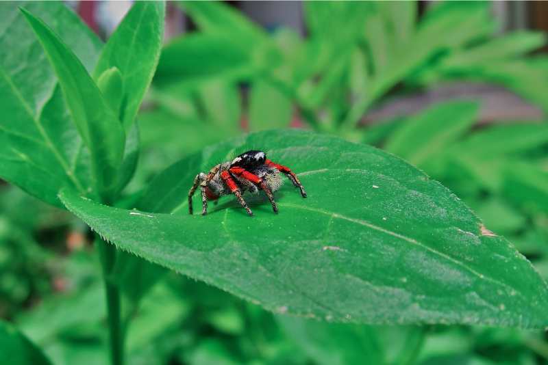 Small spider sitting on the leaf