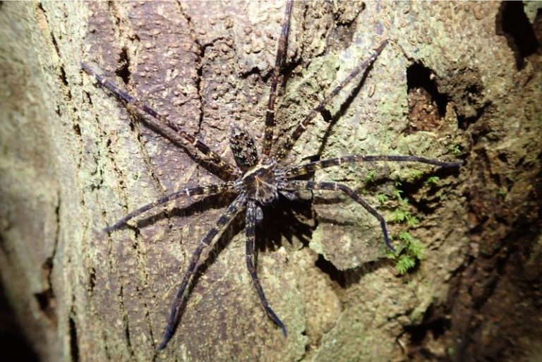 The Amazon Giant Fishing Spider: Revealing Facts