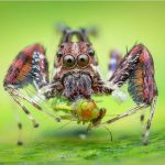 What Do Jumping Spiders Eat?