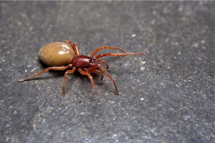 17 Small Spider Species With Photos! | Spiders Planet