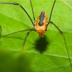 The Bunny Harvestman Spider! What Is It?