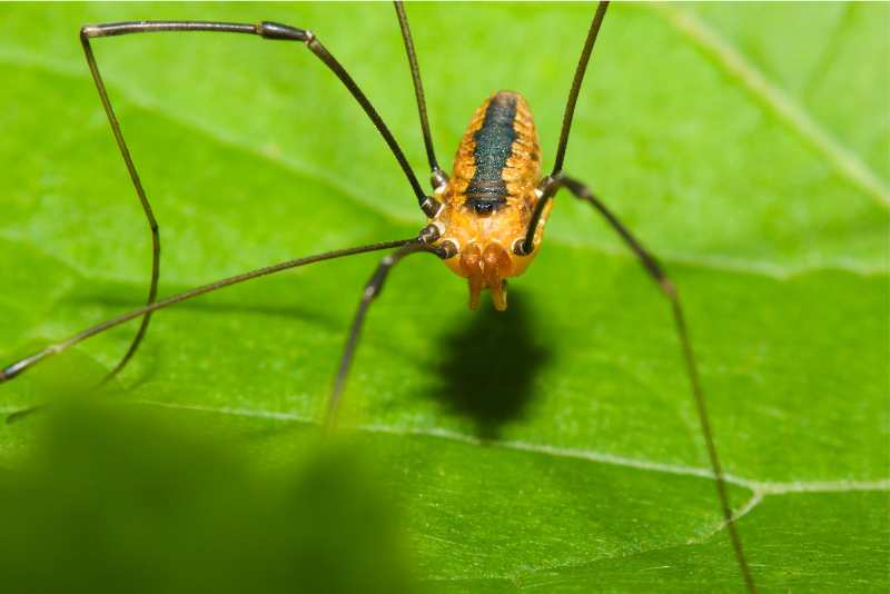 The Bunny Harvestman Spider! What Is It? | Spiders Planet