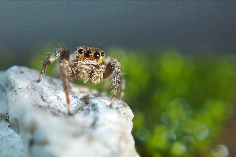 do jumping spiders bite