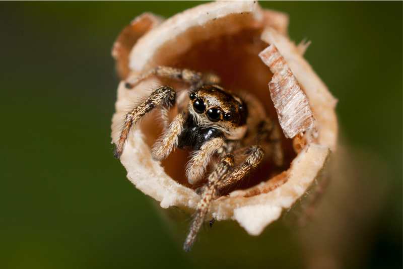 Do Jumping Spiders Bite? Causes & Symptoms
