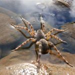Can Spiders Swim? Detailed Guide!