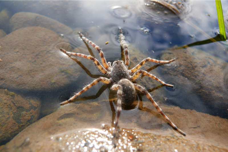 Can Spiders Swim? Detailed Guide!