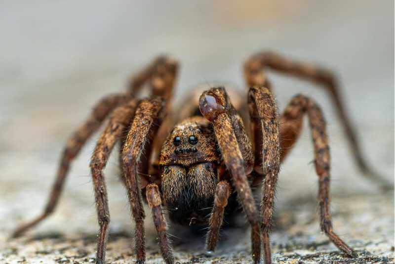Do Wolf Spiders Build Webs? Unraveling The Truth!