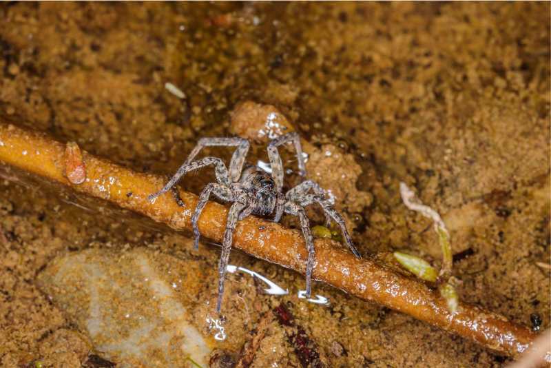 5 Spiders That Can Swim! Detailed Guide! Spiders