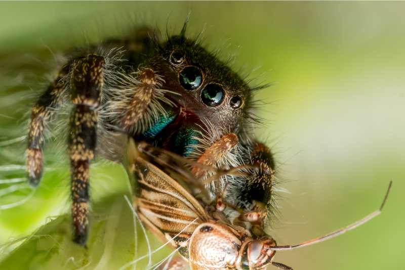 Jumping spider eating
