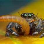 Can (And Do) Jumping Spiders Eat Mealworms?