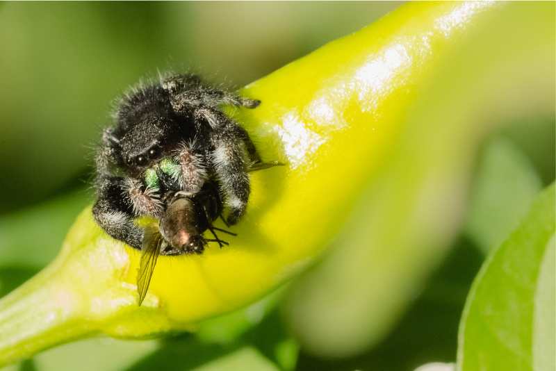 Can (And Do) Jumping Spiders Eat Mealworms? Spiders