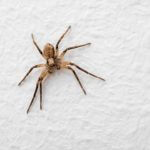 How Do Spiders Stick To Walls?
