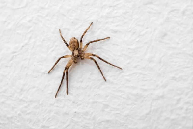 How Do Spiders Stick To Walls?