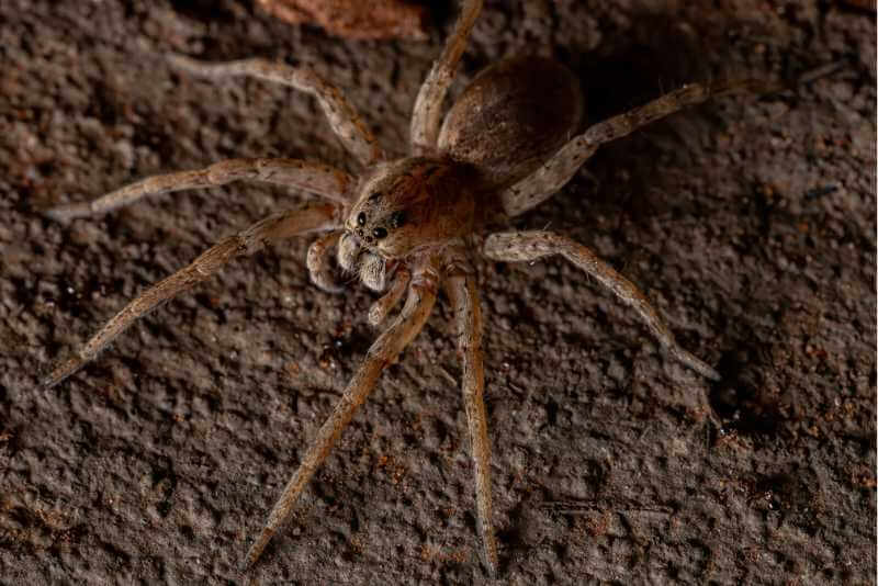 Can (And Do) Wolf Spiders Jump? | Spiders Planet