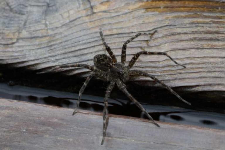 Dark Fishing Spider: Physical Description & Classification