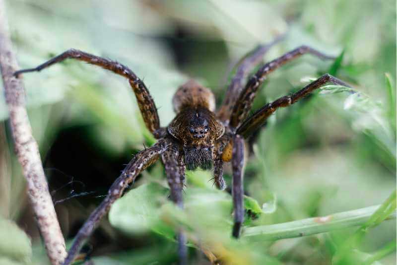 Dark Fishing Spider: Physical Description & Classification