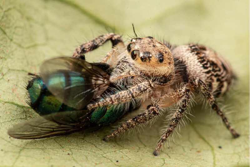 how-long-can-jumping-spiders-go-without-food