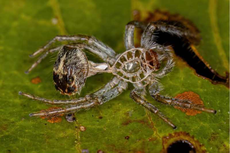  jumping spider molting