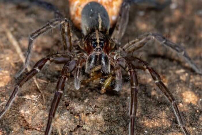 Wolf spiders