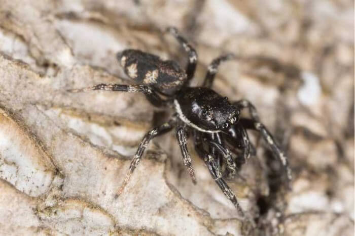 Zebra spider