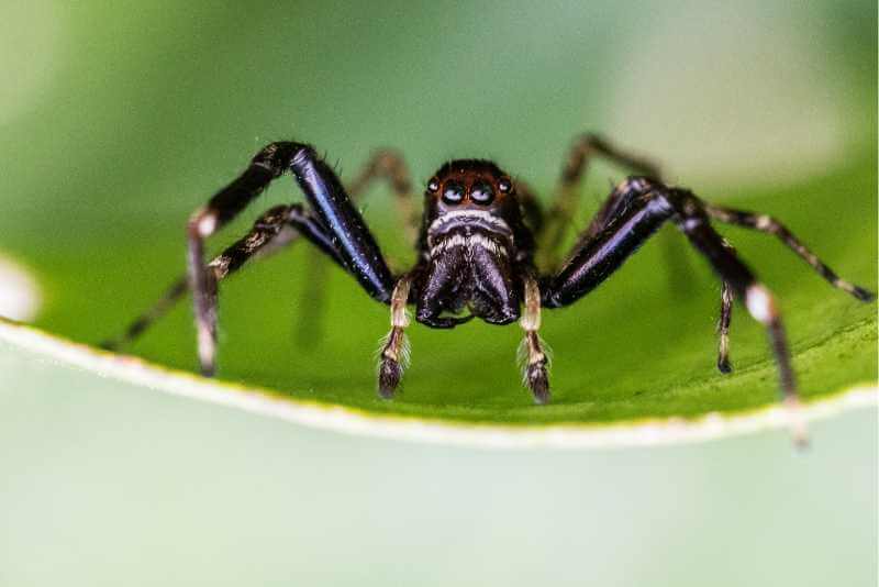 5 Black Spiders That Jump (Big And Small)