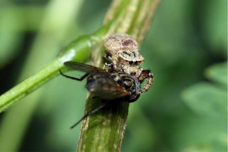 Can (And Do) Spiders Eat Human Food? Spiders