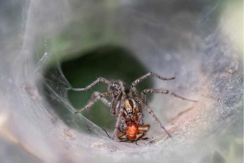 Can (And Should) Spiders Eat Human Food?