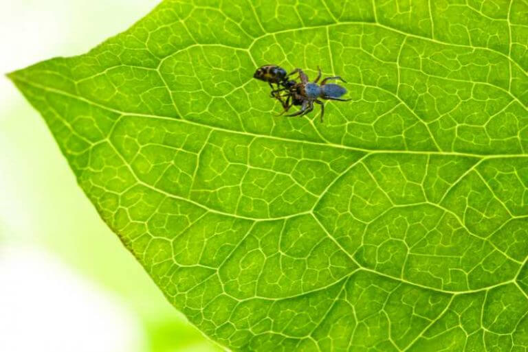 Do Jumping Spiders Eat Ants? Spiders