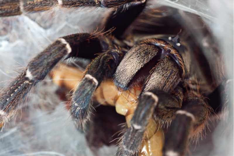 the spider is eating crickets