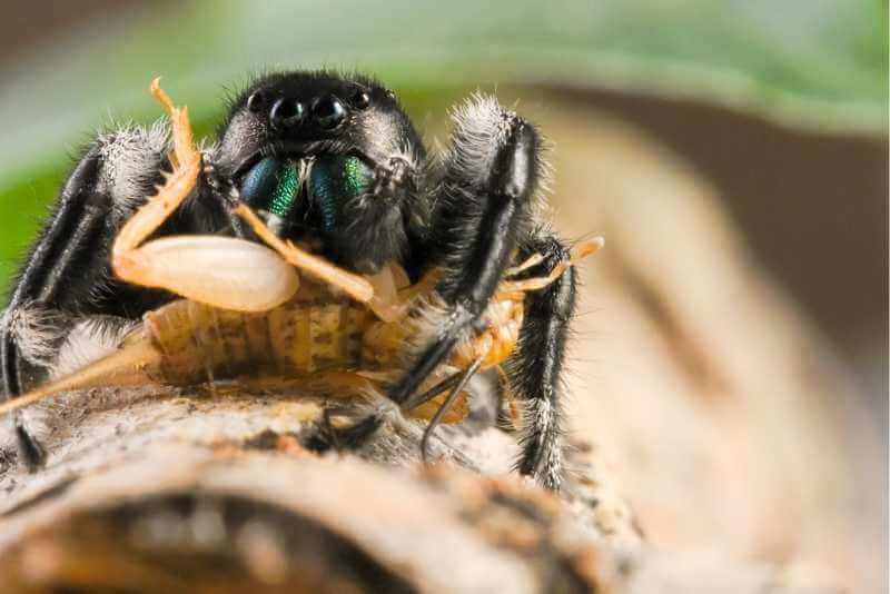 Can (And Do) Spiders Eat Crickets?