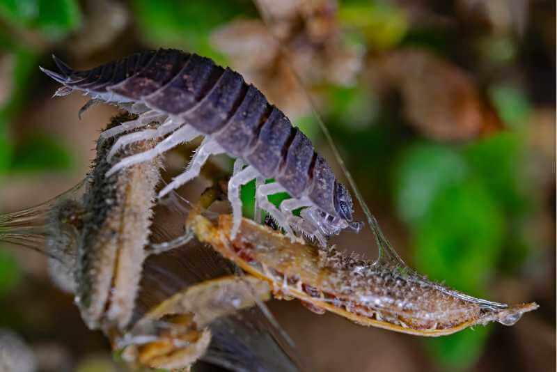 do spiders eat woodlice