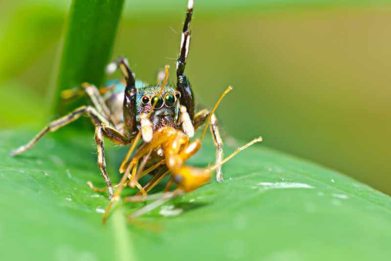 Do Jumping Spiders Eat Ants?
