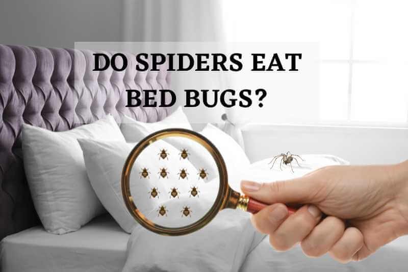 Do Spiders Eat Bed Bugs?