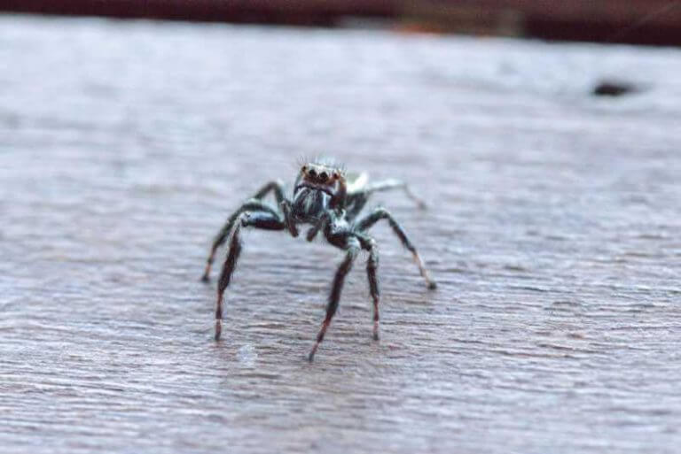 Do Spiders Eat Bed Bugs? Spiders