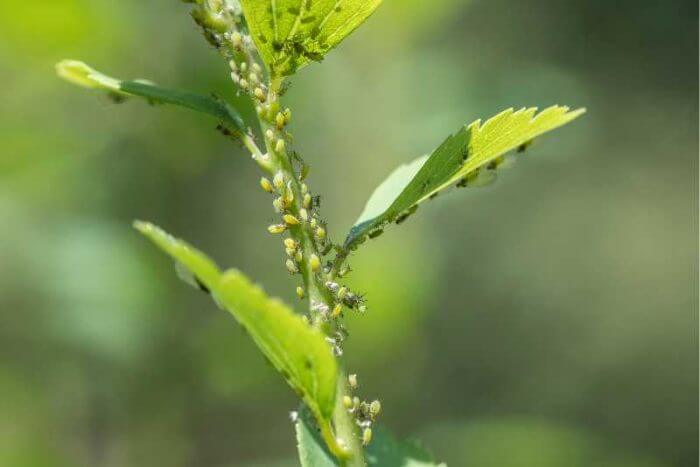 Types Of Spiders That Eat Aphids