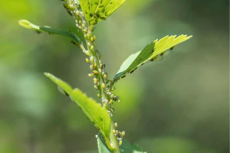 Do Spiders Eat Aphids? Spiders