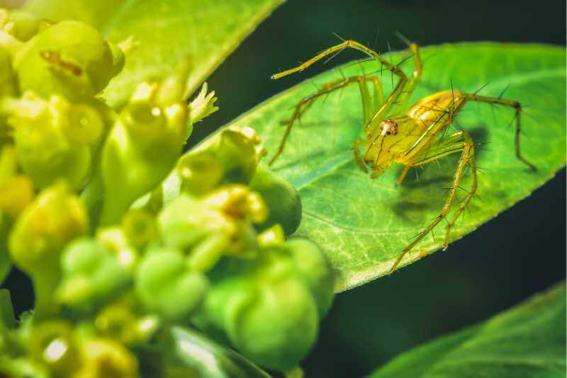 Do Spiders Eat Aphids? Spiders