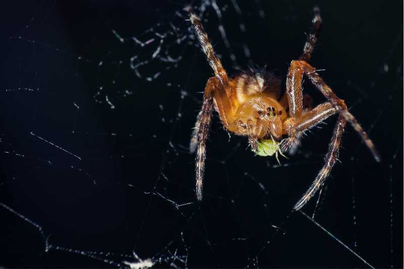 Do Spiders Eat Aphids?