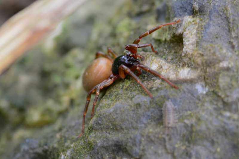 The Woodlouse Spider: What Is It?