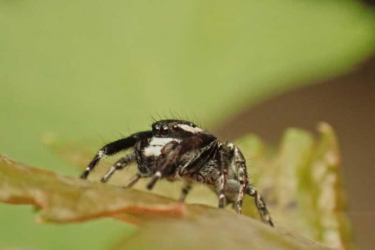 24 Black And White Spiders: Characteristics & Habitats | Spiders Planet